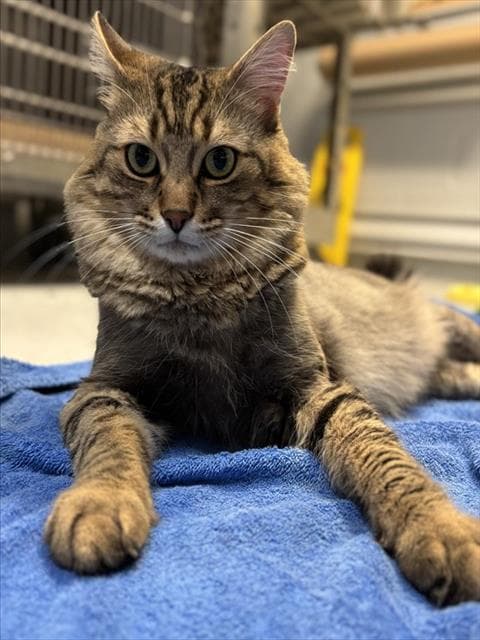 Ragnar - Domestic Medium Hair