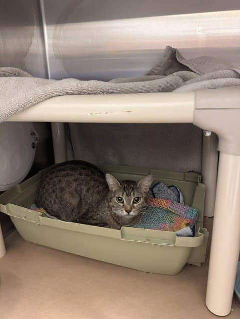 Mandy - Domestic Short Hair
