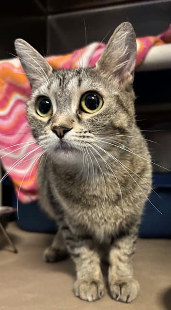 Mandy - Domestic Short Hair