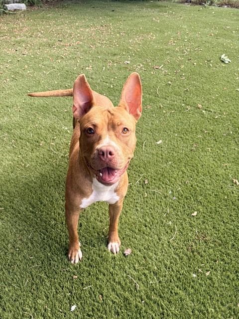 Avery - American Bulldog