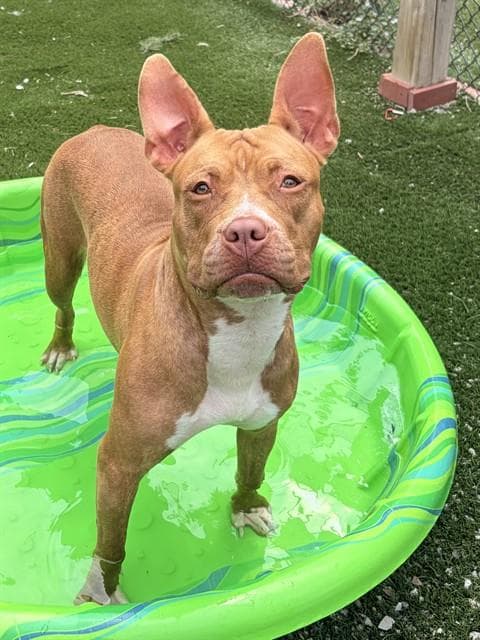Avery - American Bulldog