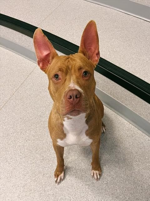 Avery - American Bulldog
