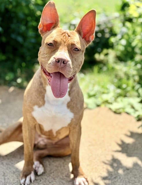 Avery - American Bulldog