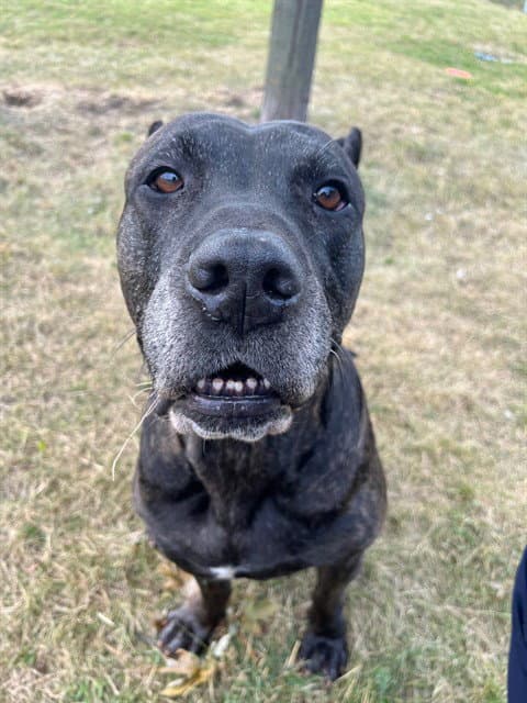 Savannah - Presa Canario