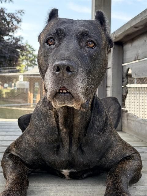 Savannah - Presa Canario