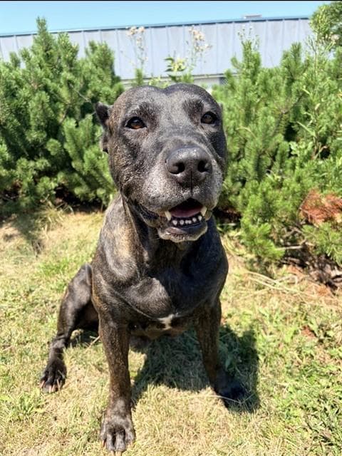 Savannah - Presa Canario