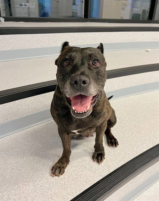 Savannah - Presa Canario