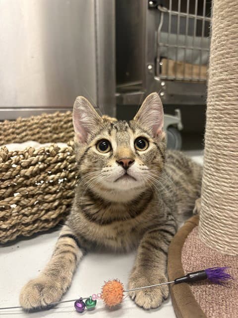 Cosmo - Domestic Short Hair