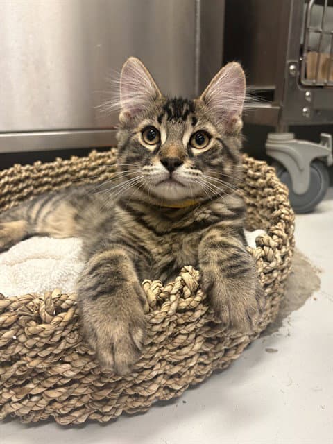 Timmy - Domestic Medium Hair