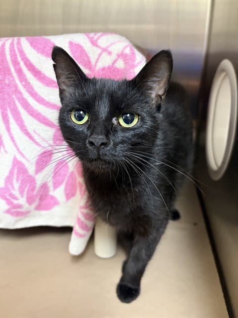 Jojo - Domestic Short Hair