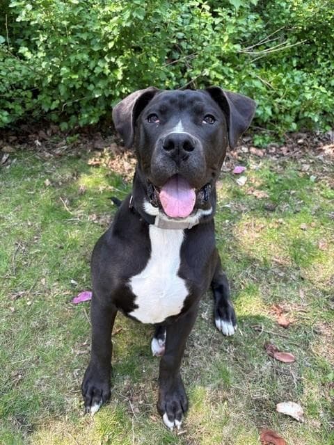Blaze - American Bulldog