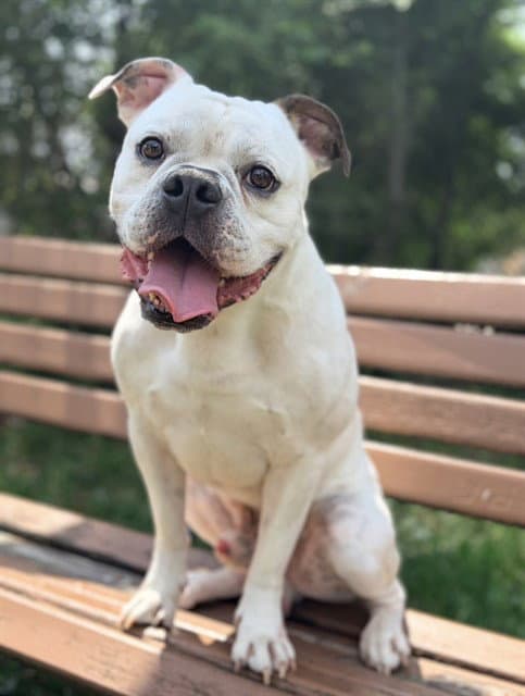 Moe - American Bulldog