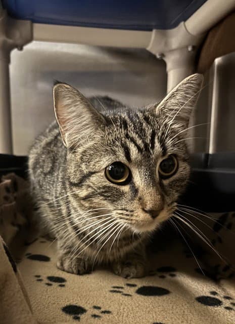 Muffin - Domestic Short Hair