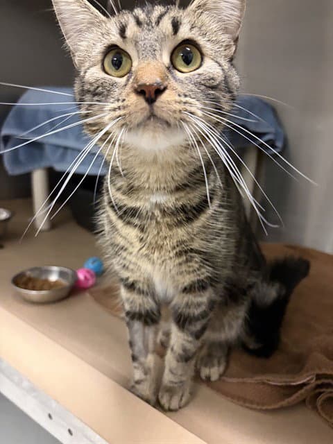 Muffin - Domestic Short Hair