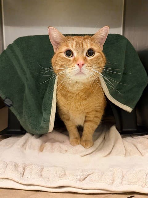 Chili - Domestic Short Hair