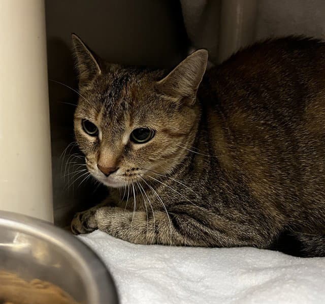 Junie - Domestic Short Hair