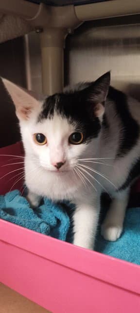 Snow - Domestic Short Hair