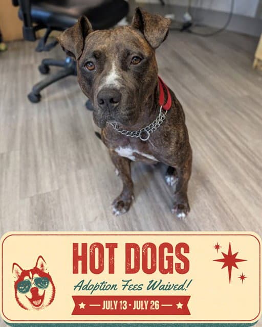 Kiki - American Bulldog