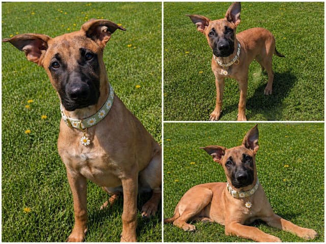 Benny - Belgian Shepherd Malinois