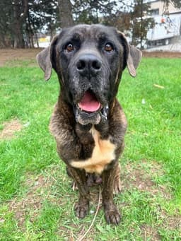 Benji image 1