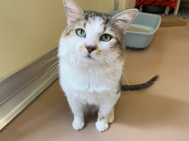 Bumble - Domestic Medium Hair