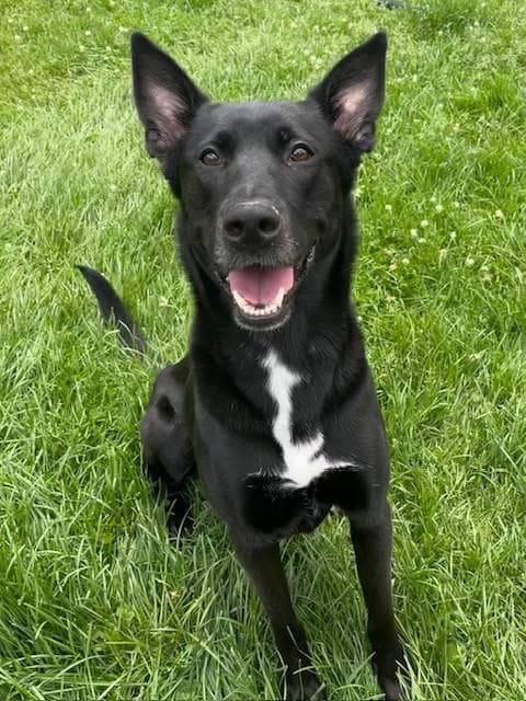 Pepper - German Shepherd Dog