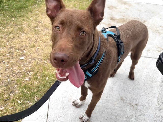 Cleo - Australian Kelpie
