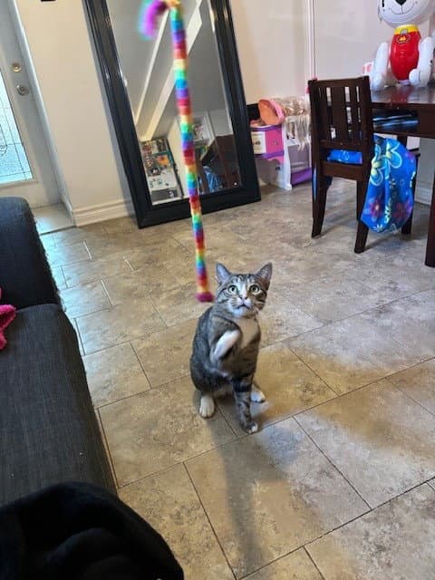 Teddy - Domestic Short Hair