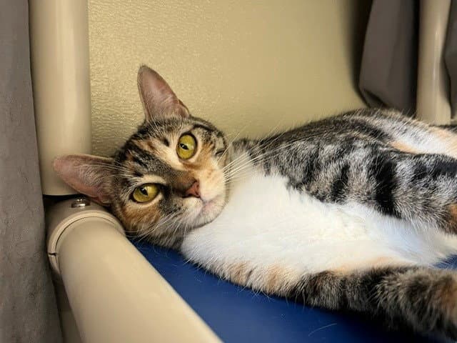 Star - Domestic Short Hair