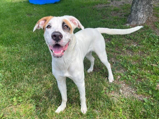 Willow - Labrador Retriever