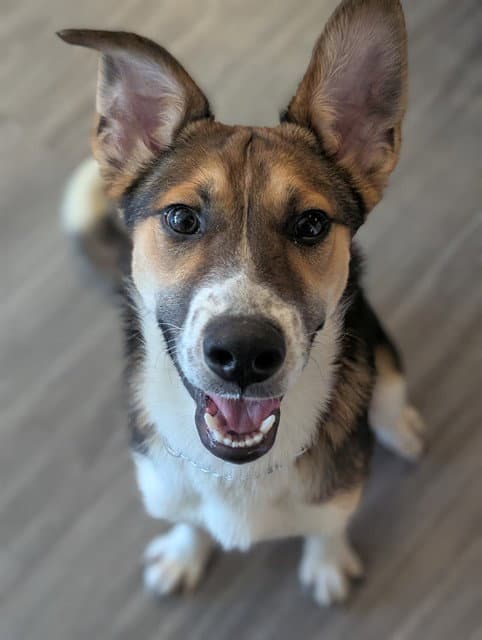 Unknown - Collie