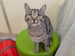 Nala image 1