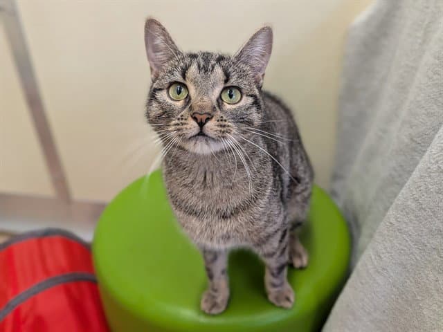 Nala - Domestic Short Hair