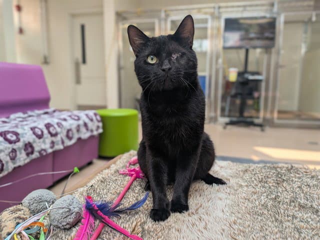 Uno - Domestic Short Hair