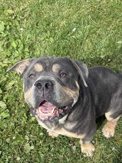 Eeyore - English Bulldog
