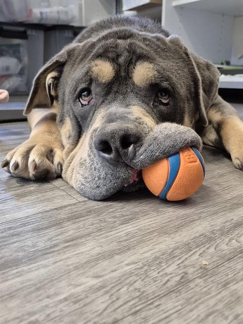 Eeyore - English Bulldog