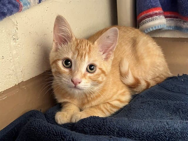 Brie - Domestic Short Hair