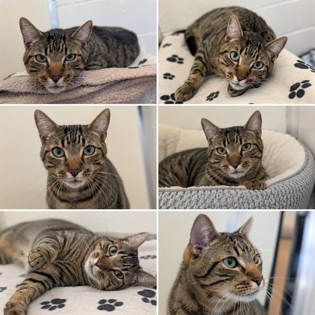 Unknown - Domestic Short Hair
