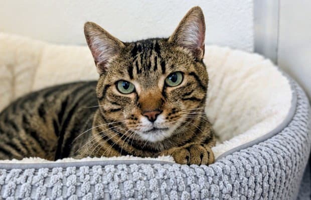 Unknown - Domestic Short Hair