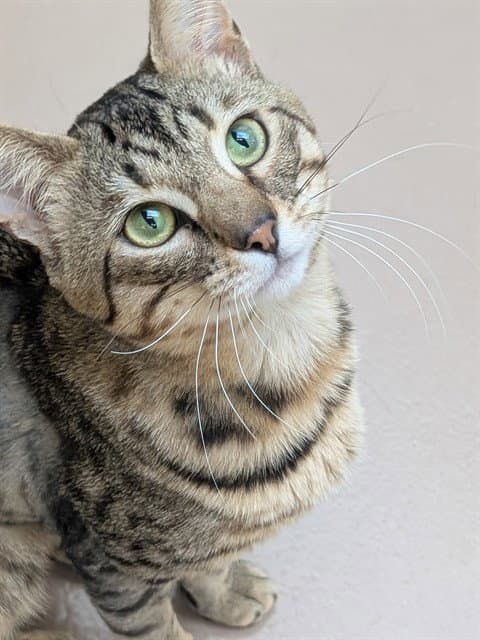 Unknown - Domestic Short Hair