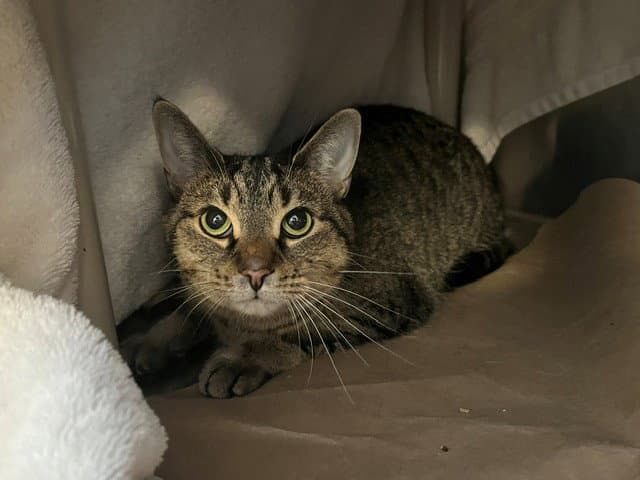 Lily - Domestic Short Hair
