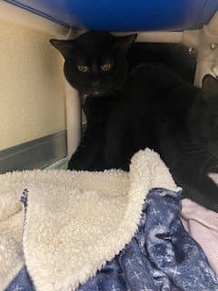 Cutie - Domestic Short Hair