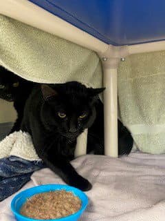 Patootie - Domestic Short Hair