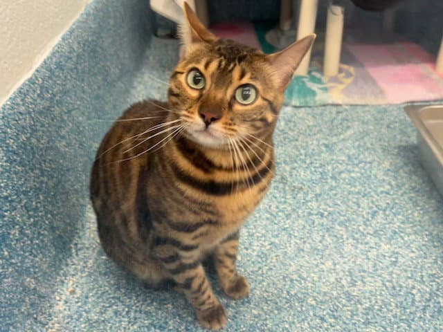 Peachy - Bengal