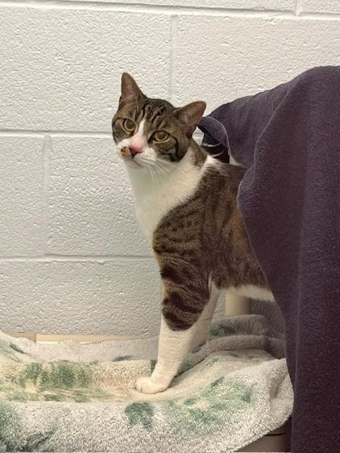 Parker - Domestic Short Hair