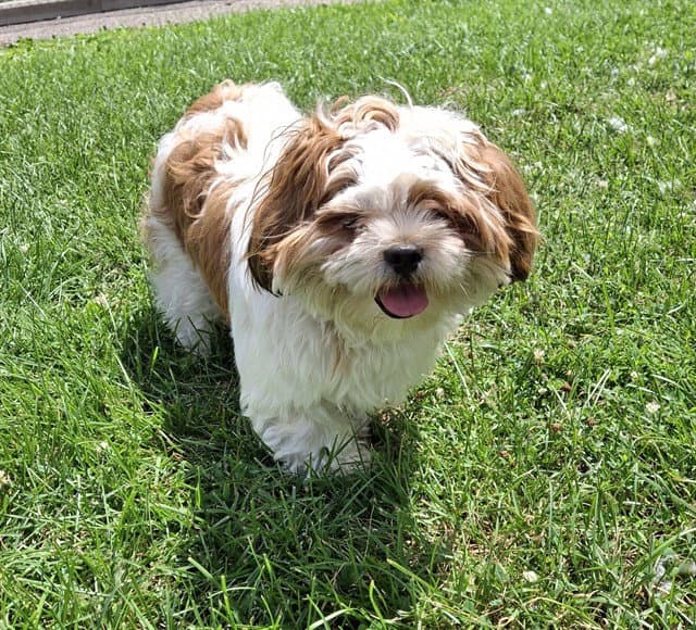 Maria - Shih Tzu