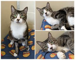 Purry image 1