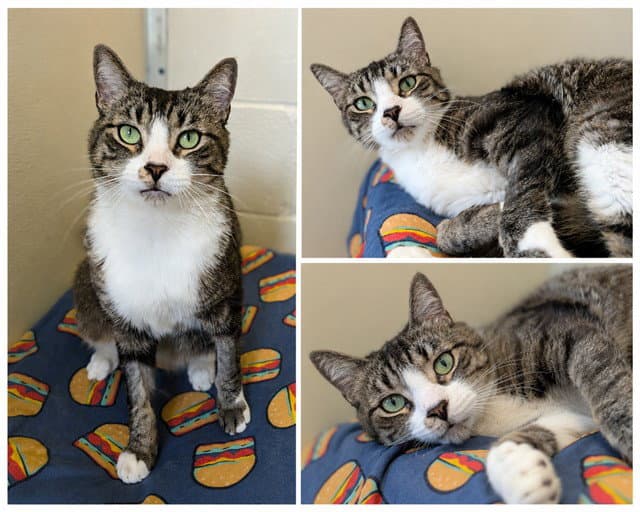 Purry - Domestic Short Hair