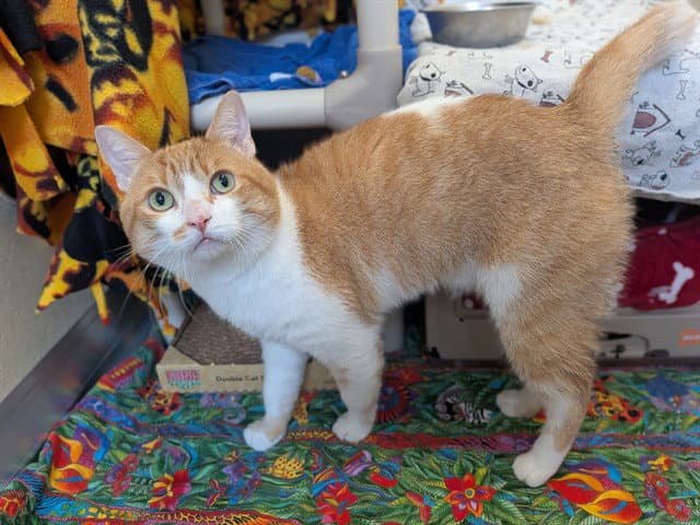 Saiki - Domestic Short Hair