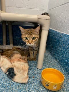 Mao - Domestic Short Hair